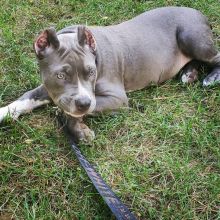 American Pitbull Puppies for sale!!Email petsfarm21@gmail.com or text (831)-512-9409 Image eClassifieds4u 4