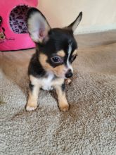 Adorable black and brown Chihuahua puppies