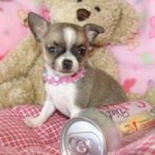 Chihuahua puppies available for new home
