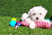 Maltipoo ready for new homes only.Email petsfarm21@gmail.com or text (831)-512-9409