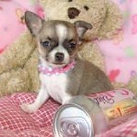 Two gorgeous Chihuahua puppies Image eClassifieds4u