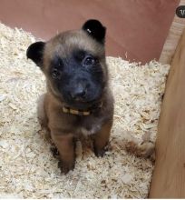 Belgian malinois puppies for free adoption