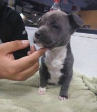 Blue nose pitbull puppies available for free adoption