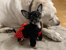 Chihuahua puppies for free adoption