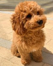 contact us at (simard19853@gmail.com) if you are ready to adopt this cute Cavapoo puppies