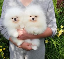 Cute Pomsky puppies for free adoption