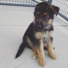 German Shepherd puppies for adoption