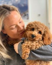 Get ASAP in contact with us at (simard19853@gmail.com) for adoption these cute cavapoo puppies