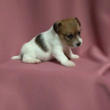 Jack russel puppies for adoption