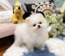 Pomeranian puppies for sale to caring homes 909-296-7704