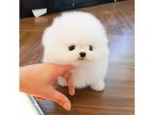 Pureebred Pomeranian puppies for sale to loving homes.,