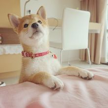 Shiba inu puppies for free adoption , male and female available