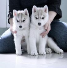 Siberian husky puppies available fo free adoption