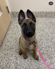 Strong belgian malinois puppies for adoption