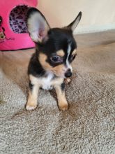 Tan & Brown Chihuahua pups available