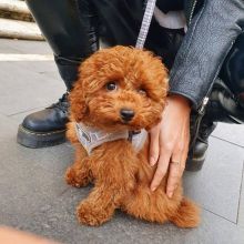 toy poodle puppies for free adoption , male and female available