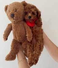 toy poodle puppies for free adoption , male and female available