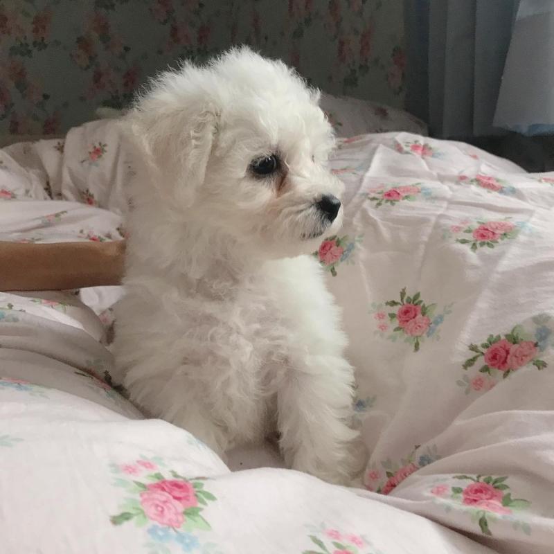 Bichon frise puppies for adoption at (simard19853@gmail.com) Image eClassifieds4u
