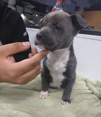 Blue nose pitbull puppies available for free adoption Image eClassifieds4u
