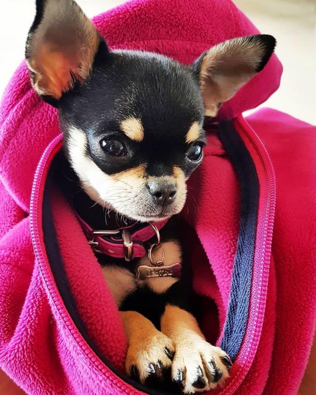 contact us at (simard19853@gmail.com) if you are ready to adopt this cute Chihuahua puppies Image eClassifieds4u