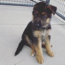 German Shepherd puppies for adoption Image eClassifieds4u 1