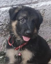 German Shepherd puppies for adoption Image eClassifieds4u 2