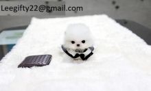 Pomeranian puppies full blooded ready to go Image eClassifieds4U