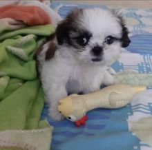 Shitzu puppies for free adoption Image eClassifieds4u 1