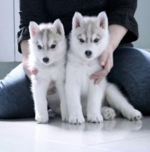 Siberian husky puppies available fo free adoption Image eClassifieds4U