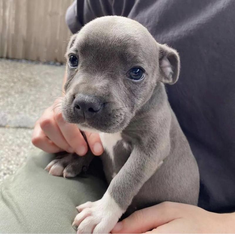 male and female cute pitbull puppies for free adoption Image eClassifieds4u