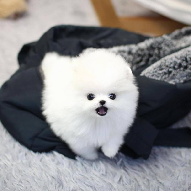 Pom Puppies available. Image eClassifieds4u