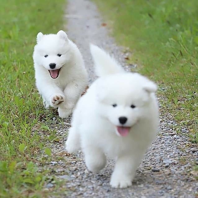 Samoyed puppies looking for a loving home(emilyrose0081@gmail.com) Image eClassifieds4u