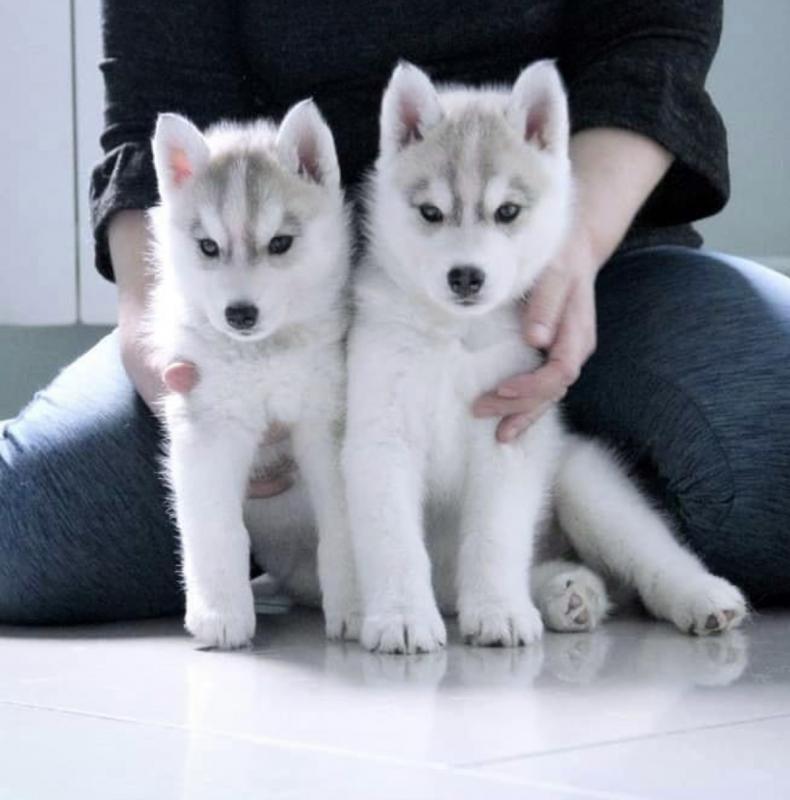 Siberian husky puppies available fo free adoption Image eClassifieds4u