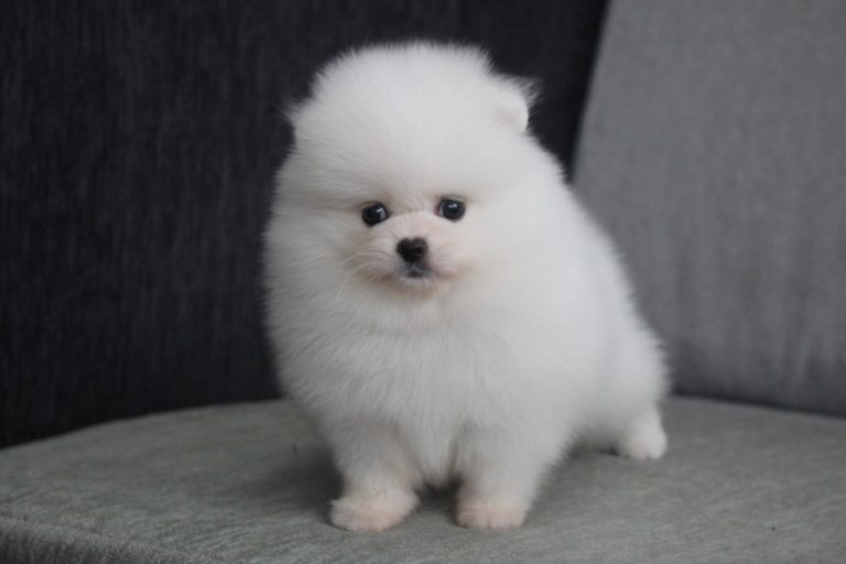 T-Cup Pomeranian puppies Image eClassifieds4u