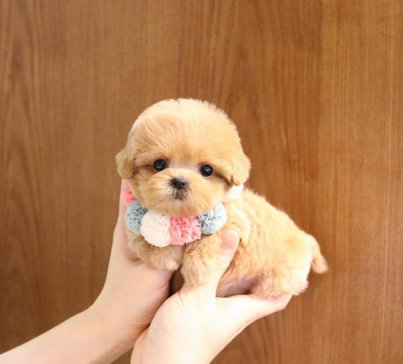 💕💕Teacup Maltipoo puppies available 💕💕 Image eClassifieds4u