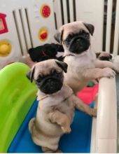 12 weeks old purebred Pug puppies