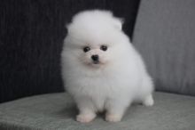 Cream White Teacup Pomeranian Puppies