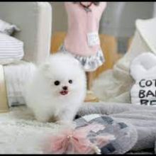 Teacup Pomeranian for sale for loving home