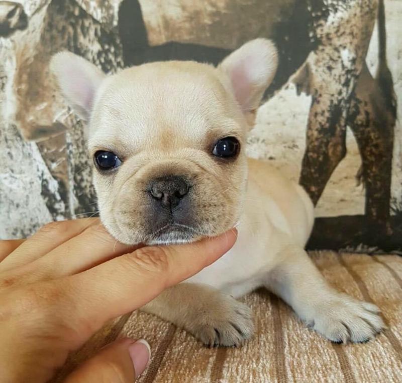 French Bulldog Puppies Image eClassifieds4u