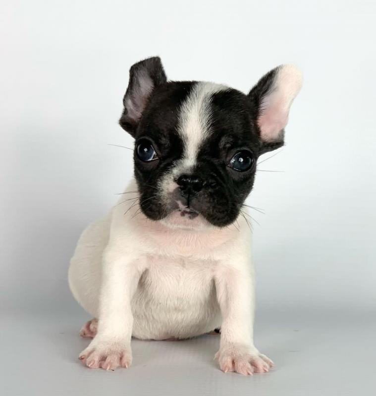 French Bulldog Puppies Image eClassifieds4u