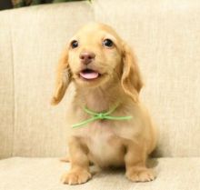7 miniature dachshunds available for sale Image eClassifieds4u 4