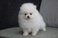 Cream White Teacup Pomeranian Puppies Image eClassifieds4U