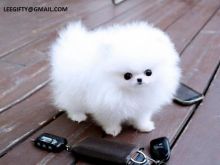 Full Blooded Toy Face teacup pomeranian puppies for sale Image eClassifieds4U