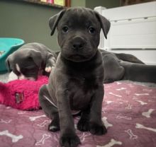 Staffordshire bull terrier puppies Image eClassifieds4u 3