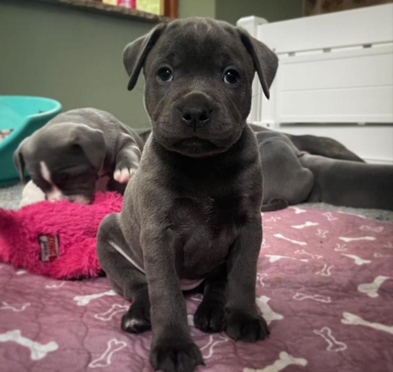 Staffordshire bull terrier puppies Image eClassifieds4u