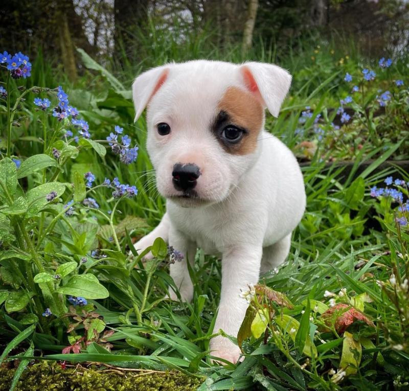Staffordshire bull terrier puppies Image eClassifieds4u