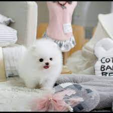 Teacup Pomeranian for sale for loving home Image eClassifieds4u