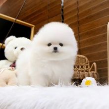 Pomeranian puppies ready now, all white really loving puppies(sophiaclancy446@gmail.com)