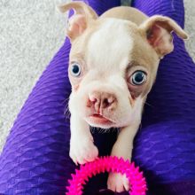 A boy and Girl boston terrier puppies available for re-homing