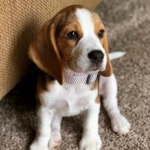beagle Puppies for Adoption (cleansalicia86@gmail.com)